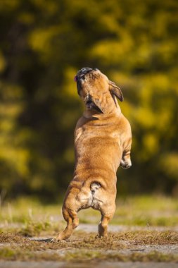 Tatlı Fransız Bulldog köpek yavrusu.
