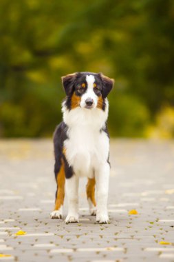 Avustralya çoban köpeği açık havada 