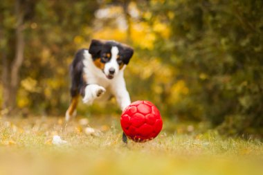 Avustralya çoban köpeği açık havada 