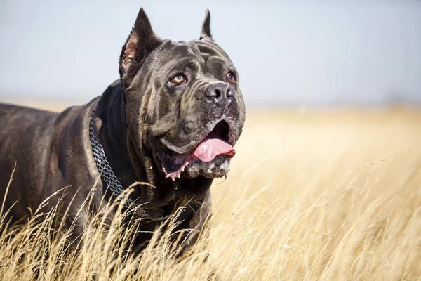 Итальянская Собака Cane Corso Открытом Воздухе — стоковое фото