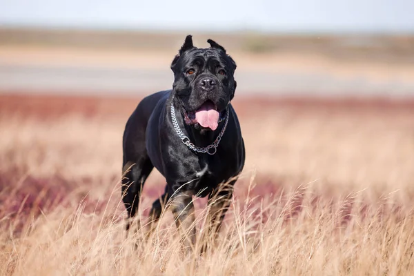 Canne Italienne Corso Chien Plein Air — Photo