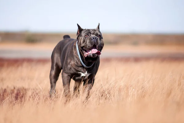 Italiaanse Cane Corso Hond Buitenlucht — Stockfoto