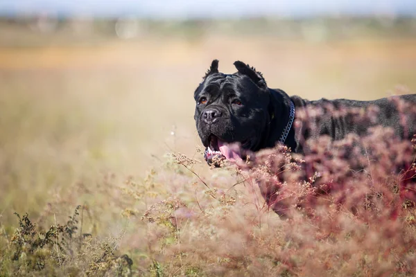 意大利犬科索犬户外 — 图库照片