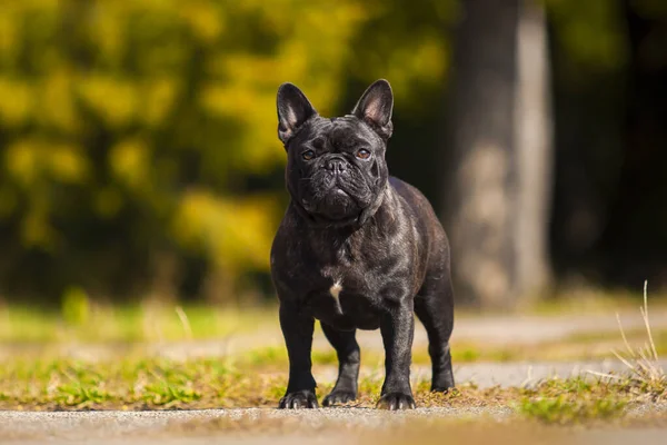 Carino Francese Bulldog Cucciolo All Aperto — Foto Stock
