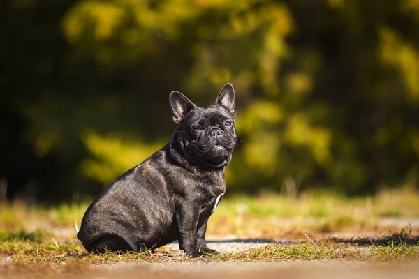 Söt Fransk Bulldogg Valp Utomhus — Stockfoto