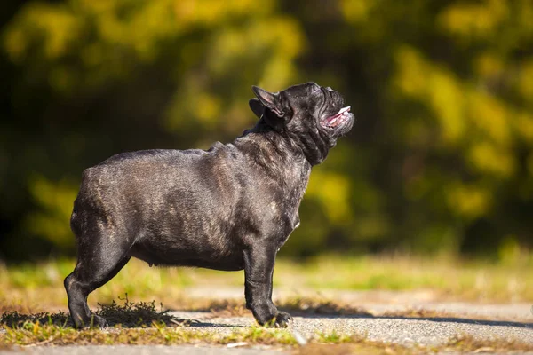 Bonito Cachorro Bulldog Francês Livre — Fotografia de Stock