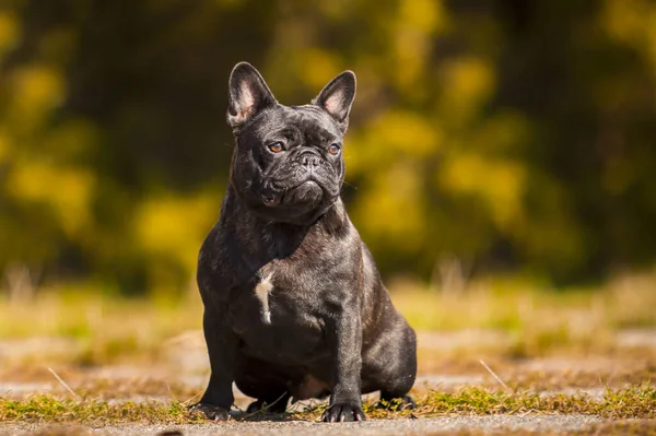 Aranyos Francia Bulldog Kiskutya Szabadban — Stock Fotó