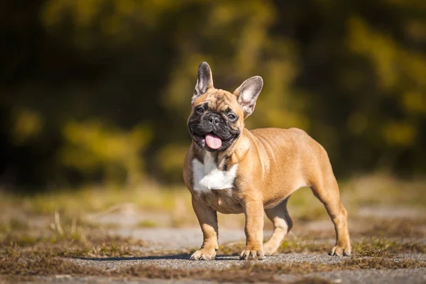 Tatlı Fransız Bulldog Köpek Yavrusu — Stok fotoğraf