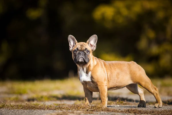 Tatlı Fransız Bulldog Köpek Yavrusu — Stok fotoğraf