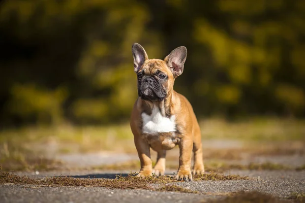 Lindo Francés Bulldog Cachorro Aire Libre — Foto de Stock