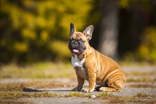 Cute French Bulldog Puppy Outdoor — Stock Photo, Image