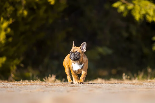Mignon Français Bulldog Chiot Plein Air — Photo