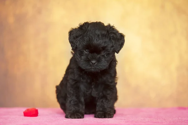 Güzel Afenpinscher köpek yavrusu. Yaklaş.