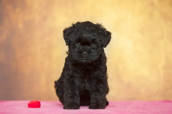 Güzel Afenpinscher köpek yavrusu. Yaklaş.