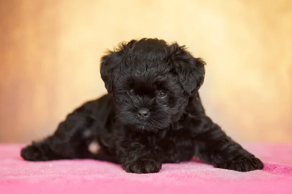 Lindo Affenpinscher Filhote Perto — Fotografia de Stock