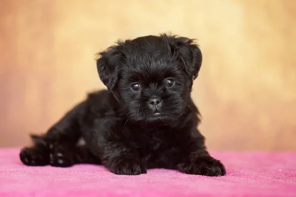 Güzel Afenpinscher köpek yavrusu. Yaklaş.