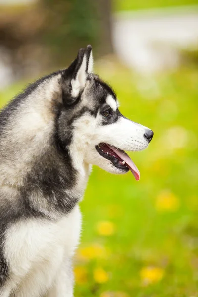 Bedårande Sibirisk Husky Hund Utomhus — Stockfoto