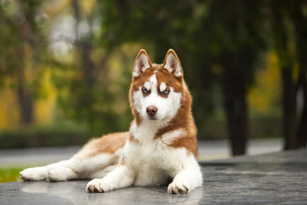 Adorable Siberian Husky Dog Outdoors — Stock Photo, Image