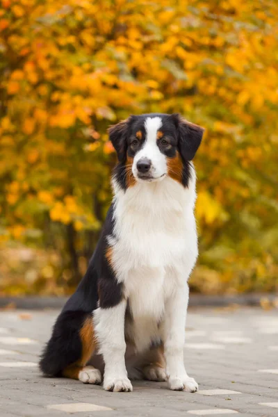 Australian Shepherd Chien Plein Air — Photo