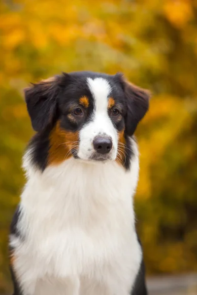 Australian Shepherd Cão Livre — Fotografia de Stock