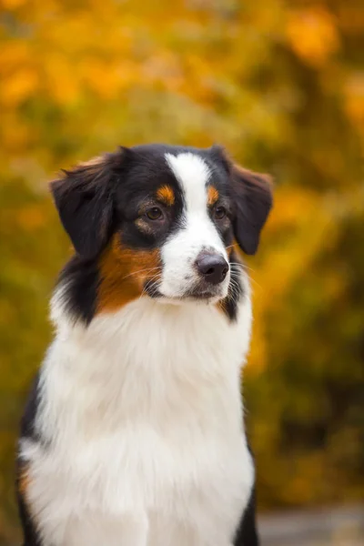 澳大利亚牧羊犬户外 — 图库照片