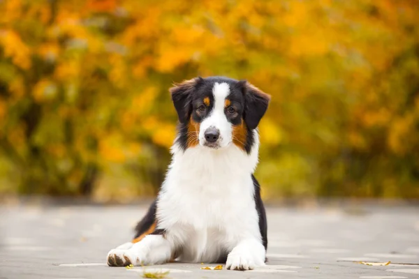 Australian Shepherd Dog Outdoors — Stock Photo, Image