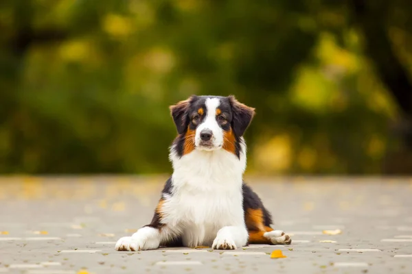 Australiska Shepherd Hund Utomhus — Stockfoto