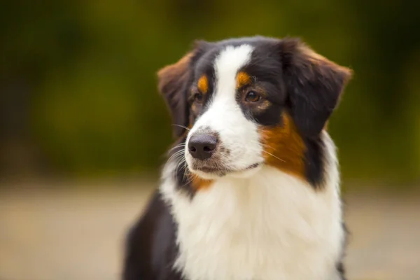 Australian Shepherd Cão Livre — Fotografia de Stock