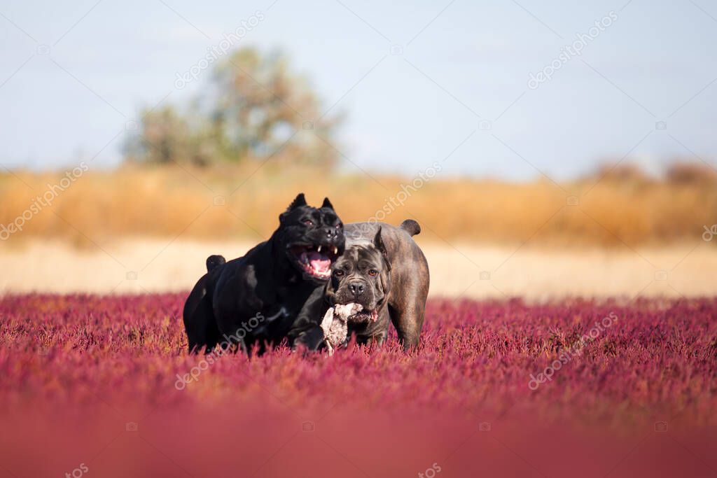 cane corso dogs having fun on field