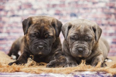 Baston Corso yavruları, yaklaşın.