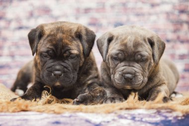 Baston Corso yavruları, yaklaşın.