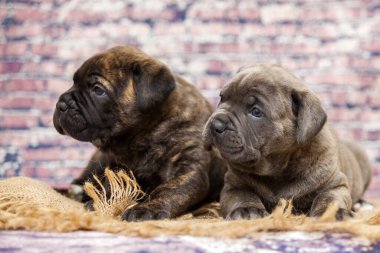 Baston Corso yavruları, yaklaşın.