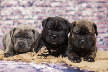 Baston Corso yavruları, yaklaşın.