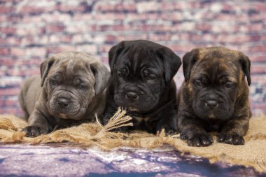 Baston Corso yavruları, yaklaşın.