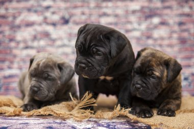 Baston Corso yavruları, yaklaşın.