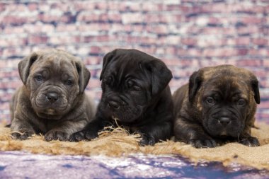 Baston Corso yavruları, yaklaşın.