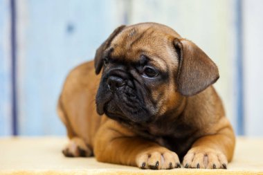 köpek yavrusu ev portresi