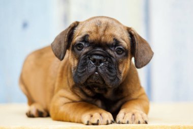 köpek yavrusu ev portresi