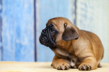 köpek yavrusu ev portresi