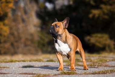 Tatlı Fransız Bulldog köpek yavrusu.