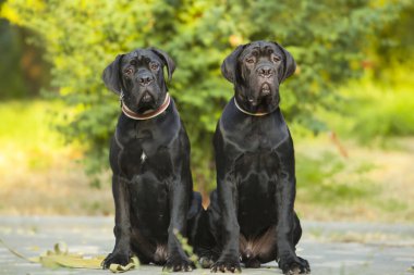 İtalyan Cane Corso köpekleri açık havada