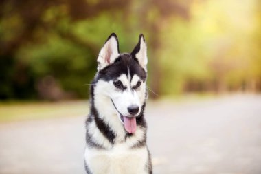 Sibirya Husky köpeği dışarıda.