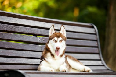 Sibirya Husky köpeği dışarıda.