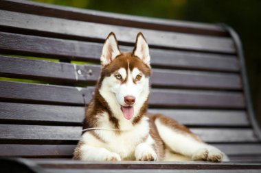 Sibirya Husky köpeği dışarıda.
