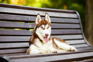 Sibirya Husky köpeği dışarıda.