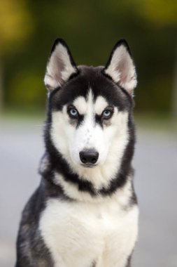 Sibirya Husky köpeği dışarıda.