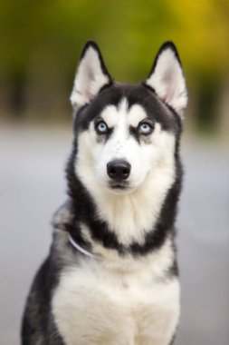 Sibirya Husky köpeği dışarıda.