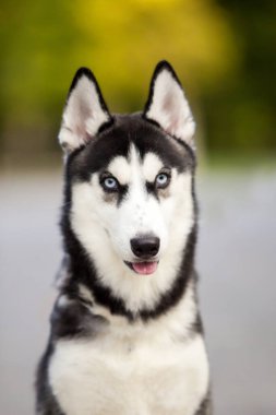 Sibirya Husky köpeği dışarıda.