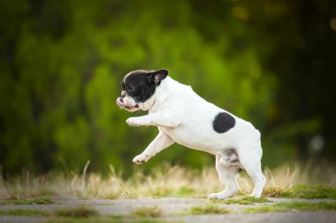 Tatlı Fransız Bulldog köpek yavrusu.