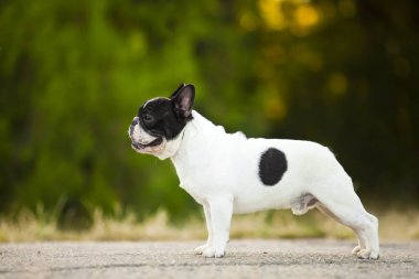 Tatlı Fransız Bulldog köpek yavrusu.